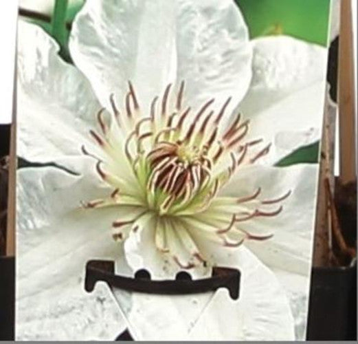 wunderschöne Clematis Waldrebe Kletterpflanze