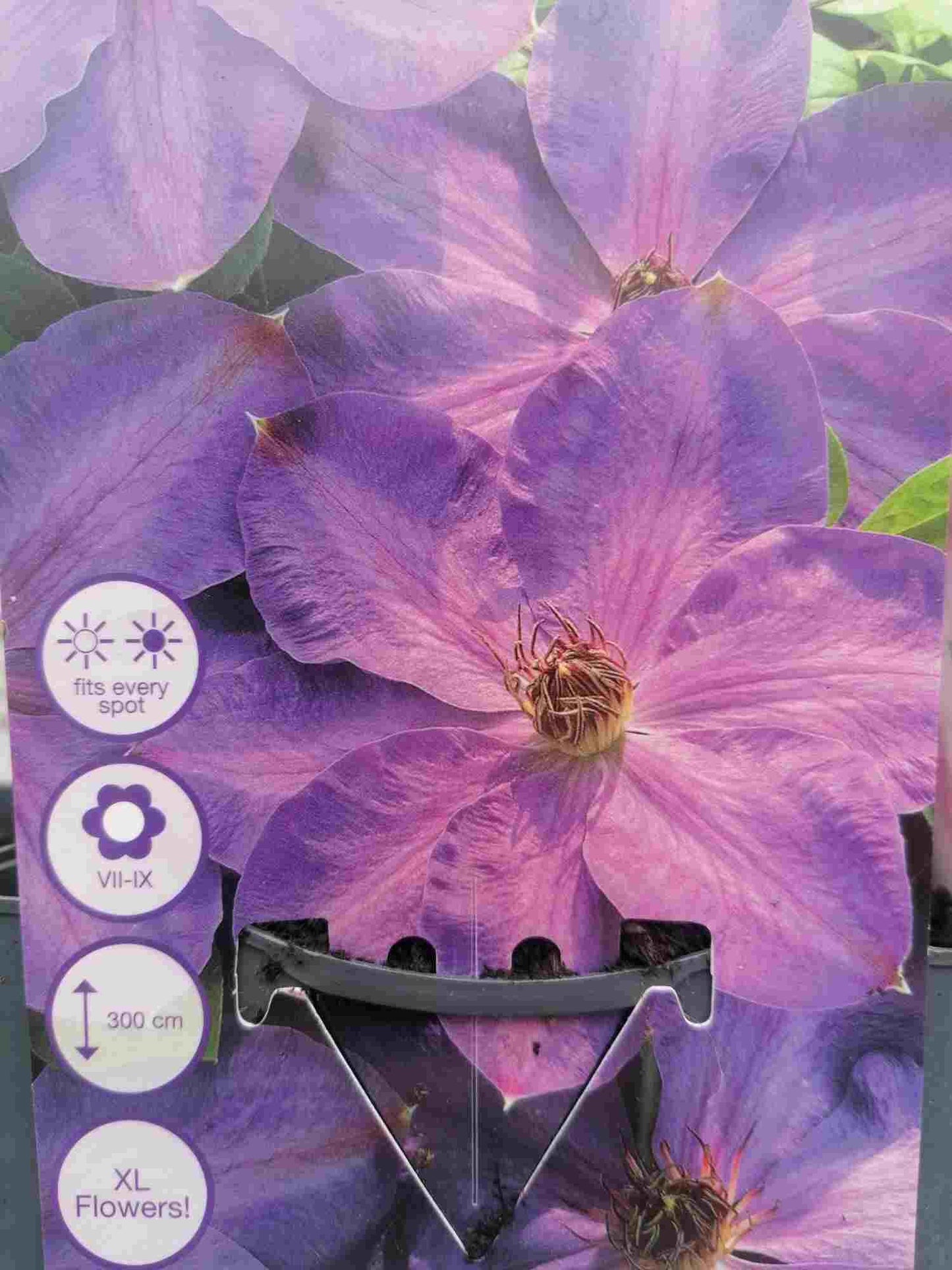 wunderschöne Clematis Waldrebe Kletterpflanze