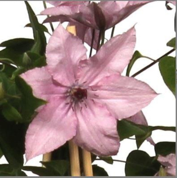 wunderschöne Clematis Waldrebe Kletterpflanze