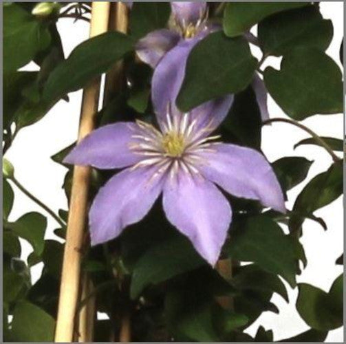 wunderschöne Clematis Waldrebe Kletterpflanze