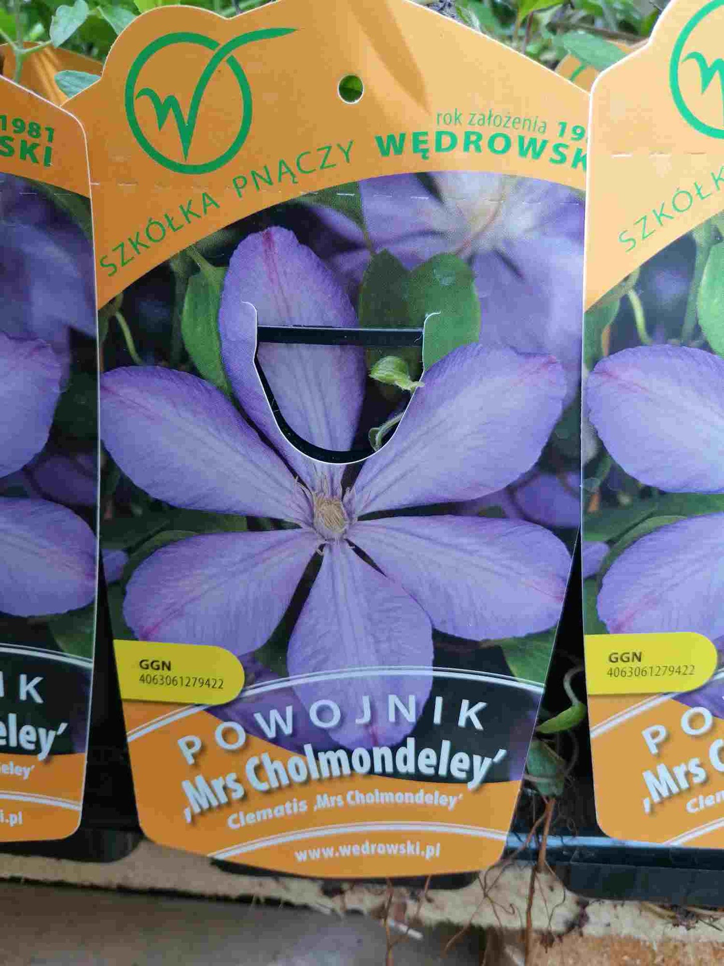 wunderschöne Clematis Waldrebe Kletterpflanze