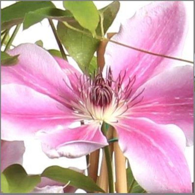 wunderschöne Clematis Waldrebe Kletterpflanze