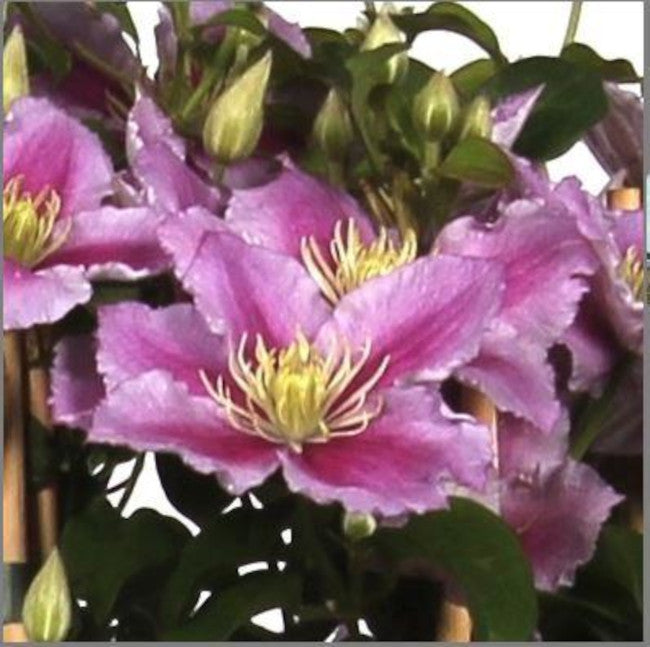 wunderschöne Clematis Waldrebe Kletterpflanze