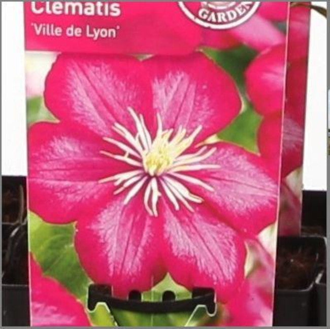 wunderschöne Clematis Waldrebe Kletterpflanze