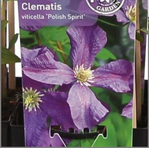 wunderschöne Clematis Waldrebe Kletterpflanze