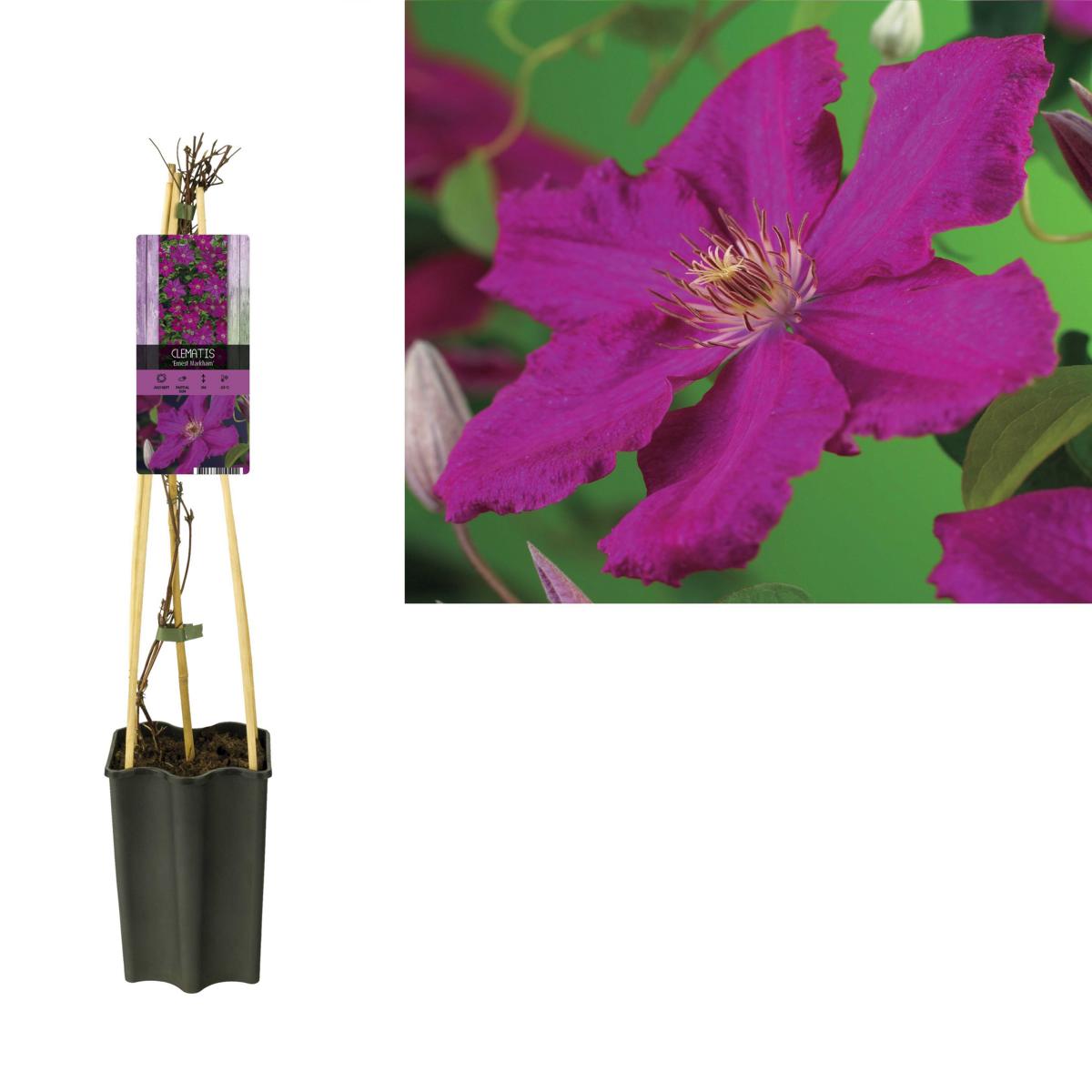 wunderschöne Clematis Waldrebe Kletterpflanze