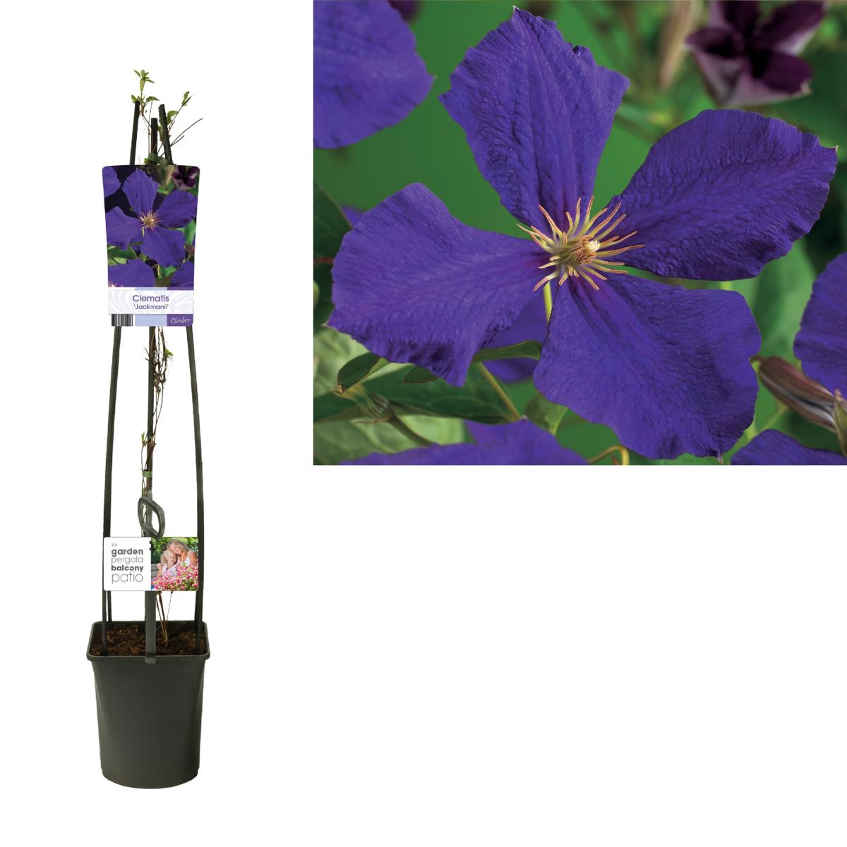 wunderschöne Clematis Waldrebe Kletterpflanze