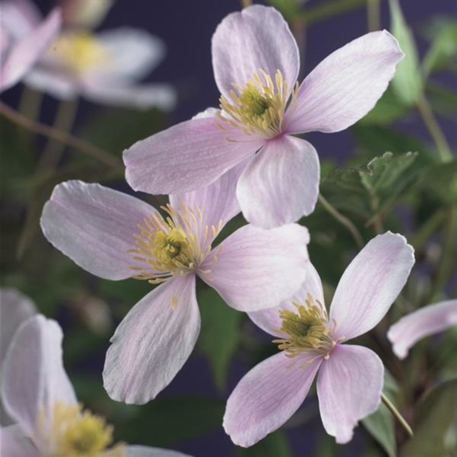 wunderschöne Clematis Waldrebe Kletterpflanze