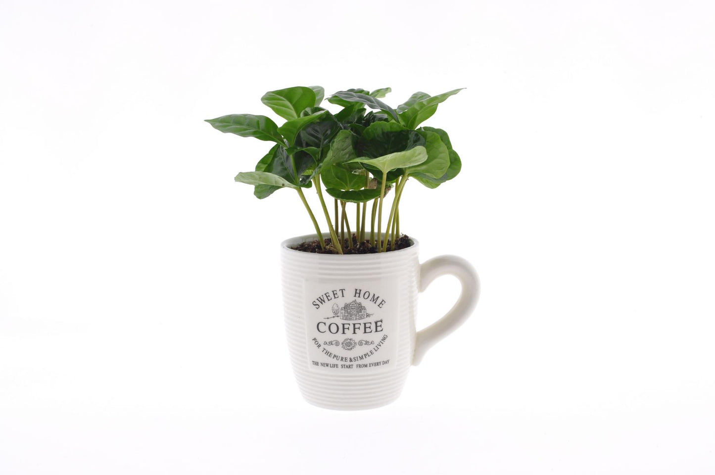 Coffea arabica Kaffee Pflanze Kaffeestrauch Zimmerpflanze