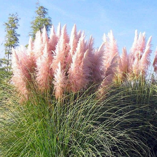Amerikanisches Pampasgras P9 20-50 cm Cortaderia selloana Rosa und Weiß