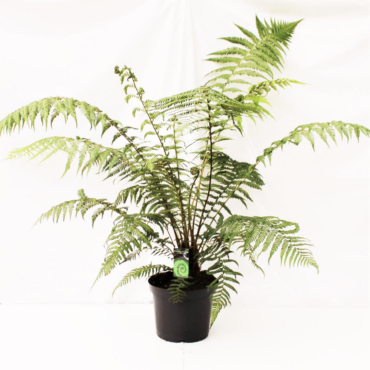 Stromová kapradina Dicksonia antarctica - pozůstatek z pravěku