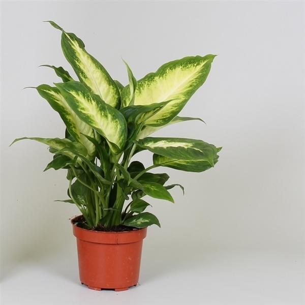 dieffenbachia pflanze pflege Dieffenbachie Camilla - Dumm Zuckerrohr