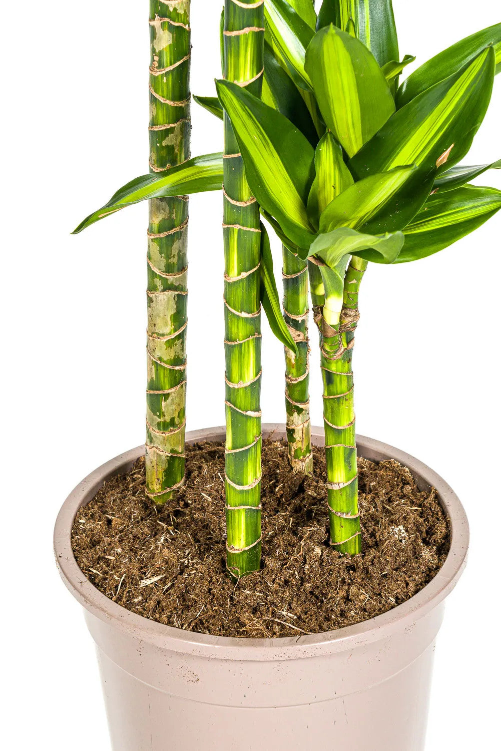 Dračí strom 'Cintho' - Dracaena fragrans 'Cintho' - pokojová rostlina