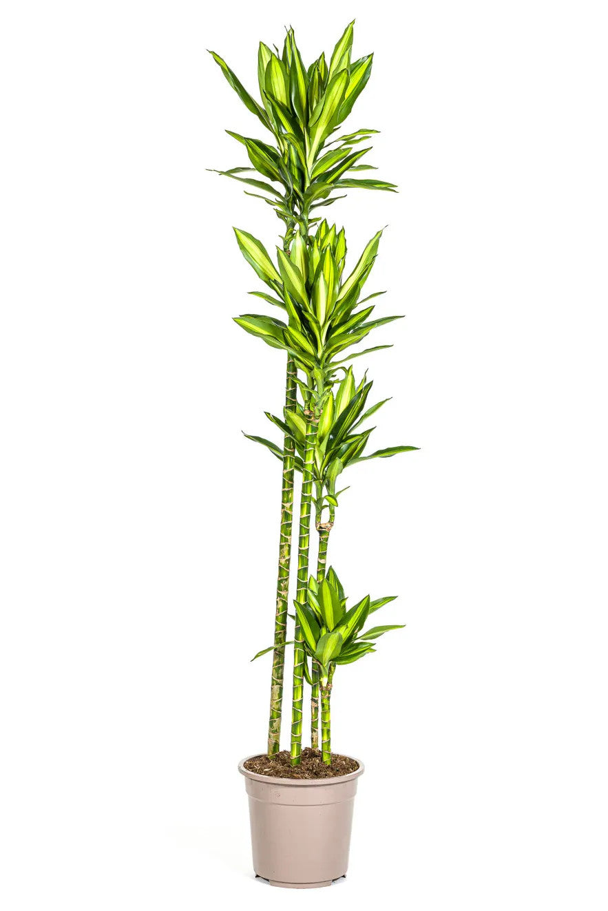 drachenbaum cintho Drachenbaum 'Cintho' - Dracaena fragrans 'Cintho'