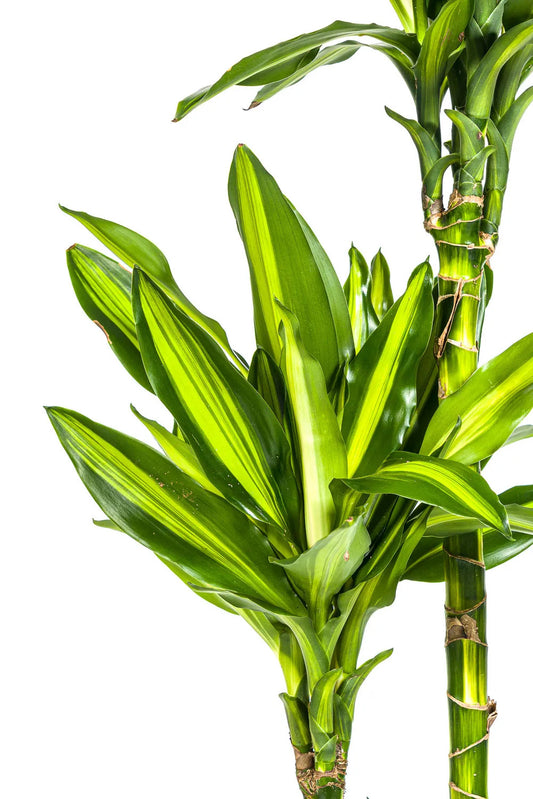 Dračí strom 'Cintho' - Dracaena fragrans 'Cintho' - pokojová rostlina