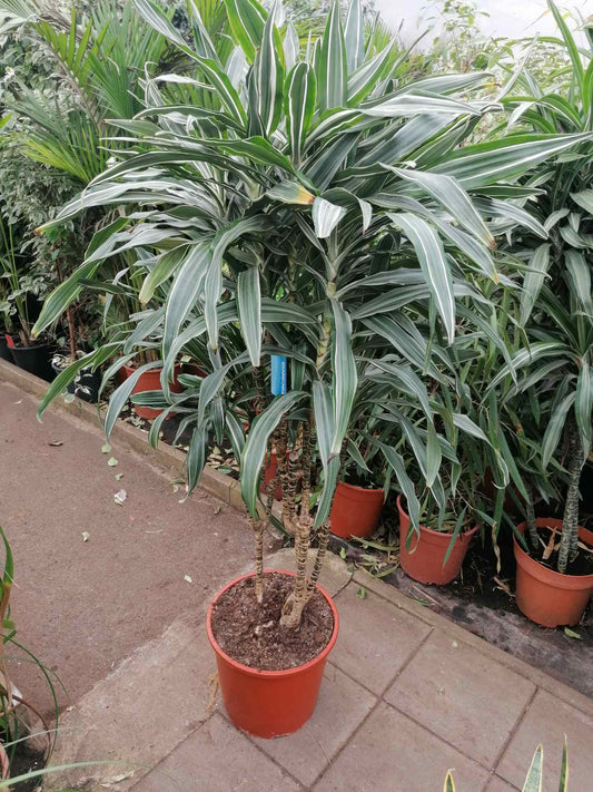 Dracaena deremensis 'Warneckii' - Dračí strom - Pokojová rostlina - Listová rostlina