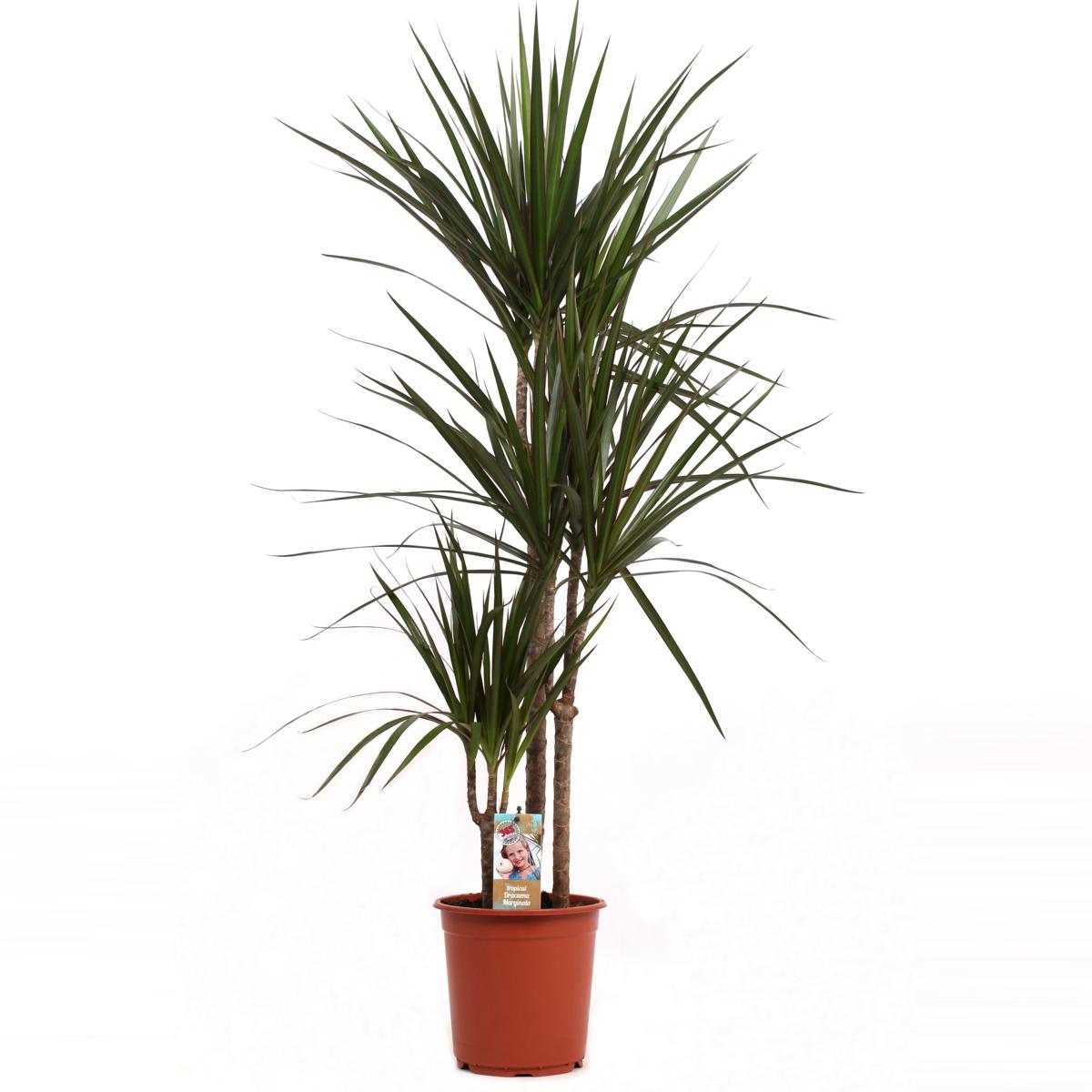 pokojová rostlina Dračí strom Dracaena Marginata