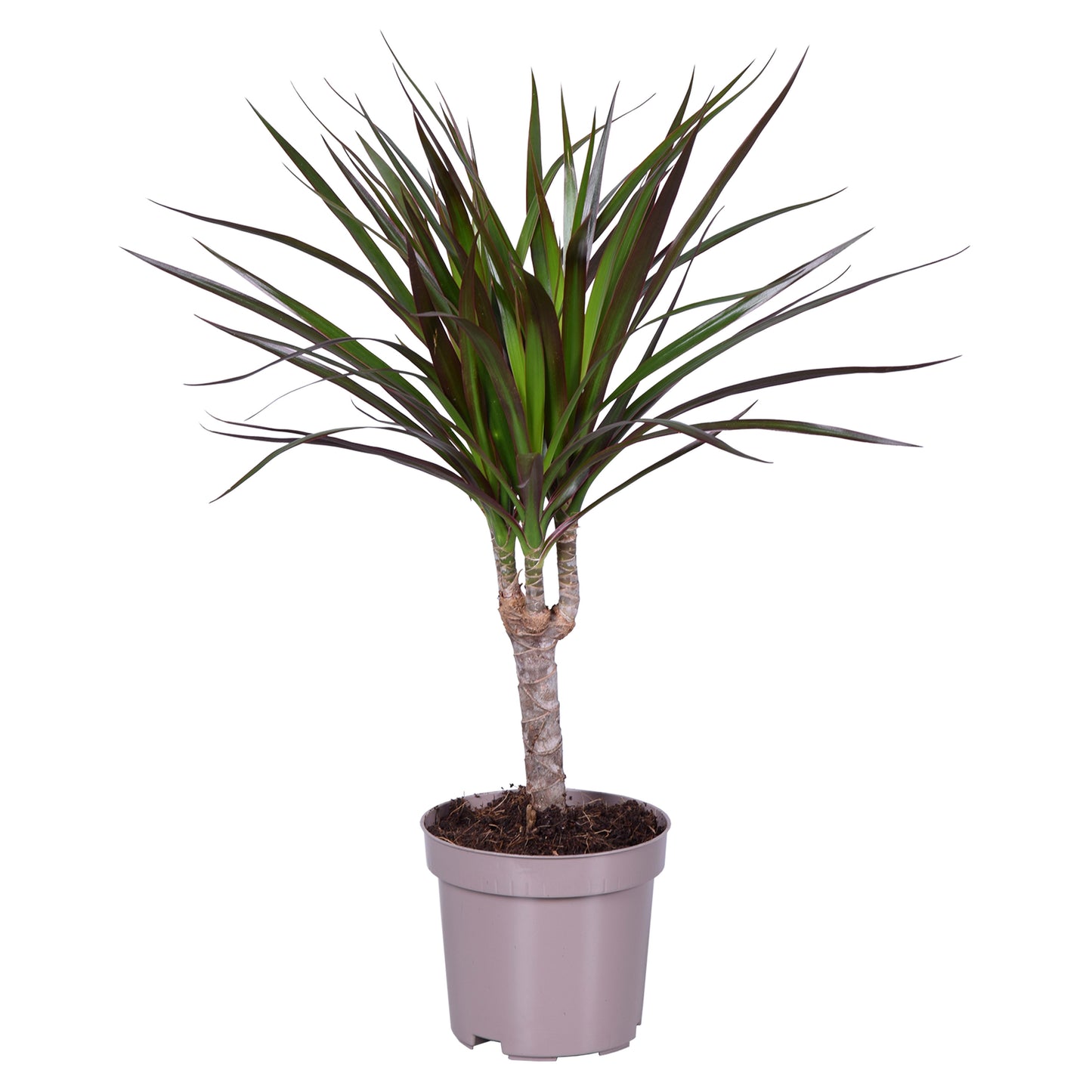 Drachenbaum Dracaena Marginata Zimmerpflanze