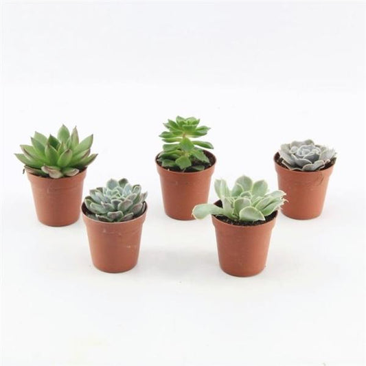 Smíšená echeveria v květináči o průměru 5,5 cm - kaktusy a sukulenty - živý sortiment