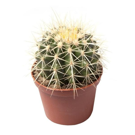 Echinocactus Grusonii superss - tchynino křeslo