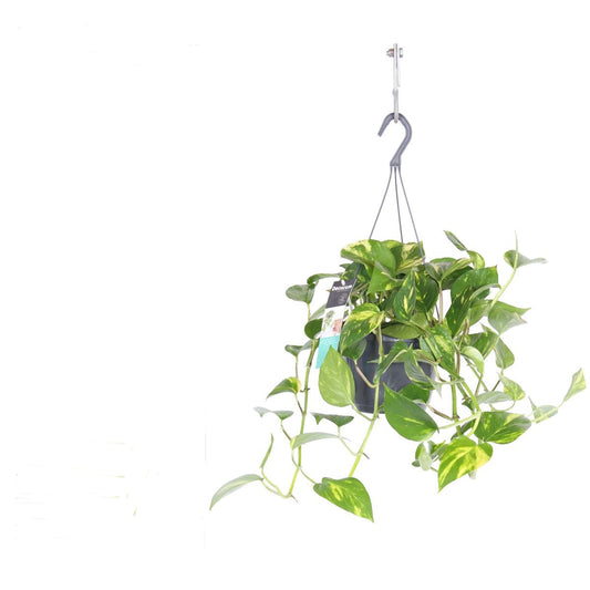 Pothos závěsná rostlina Epipremnum aureum pokojová rostlina