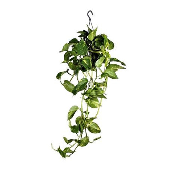 Pothos závěsná rostlina Epipremnum aureum pokojová rostlina