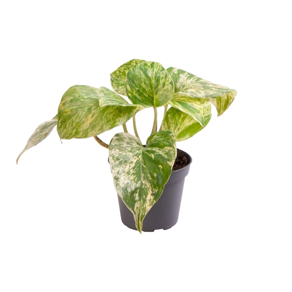 Epipremnum pinnatum Marble Queen - břečťan skvrnitý