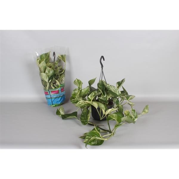 Epipremnum pinnatum Marble Queen - Efeutute - Gefleckte Efeutute
