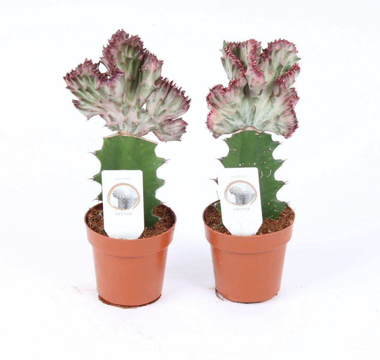 EUPHORBIA Lactea CRISTATA 30-35 cm Zimmerpflanze Kakteen Sukkulent Kammartig Wellenartig Einzigartig unikat