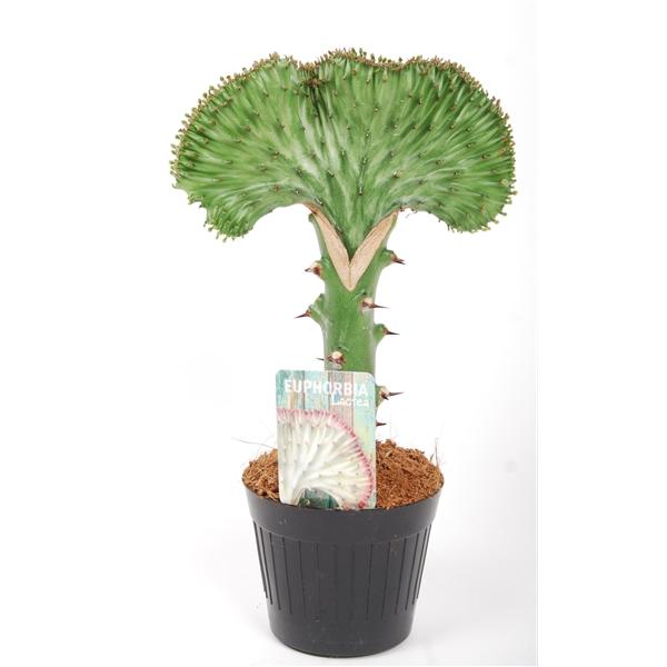 EUPHORBIA Lactea CRISTATA 30-35 cm Zimmerpflanze Kakteen Sukkulent Kammartig Wellenartig Einzigartig unikat