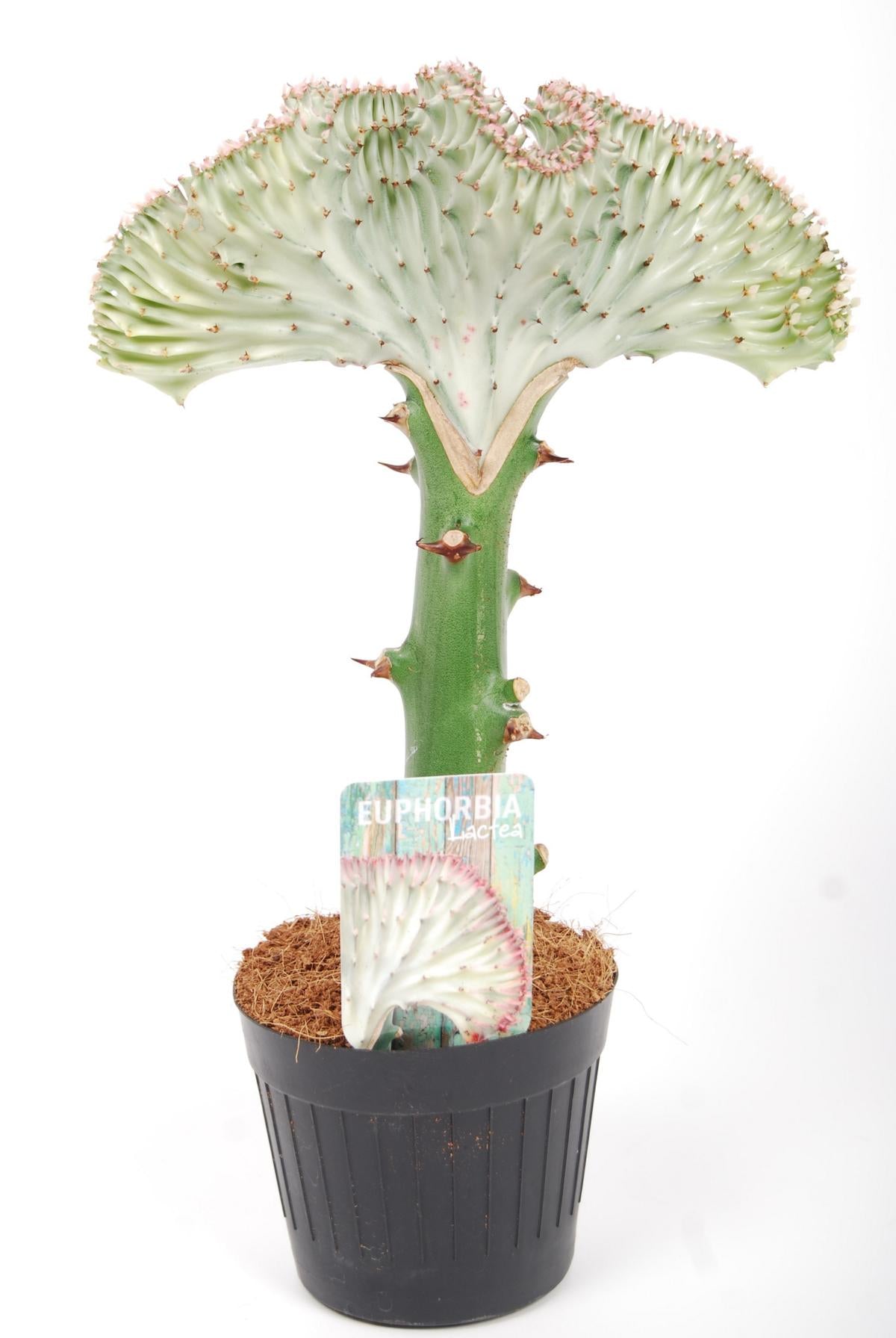 EUPHORBIA Lactea CRISTATA 30-35 cm Zimmerpflanze Kakteen Sukkulent Kammartig Wellenartig Einzigartig unikat