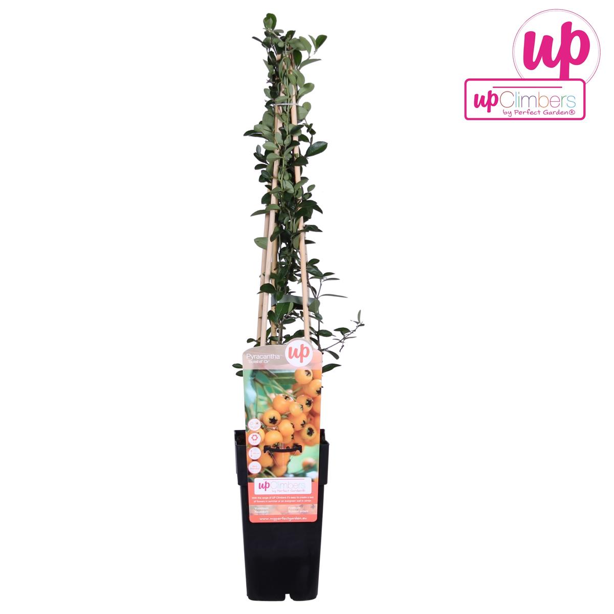 Feuerdorn 60-80 cm - Pyracantha coccinea verschiedene Sorten