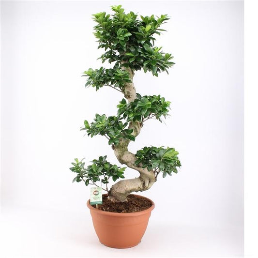 Bonsaj Ficus microcarpa Ženšen čínský fík