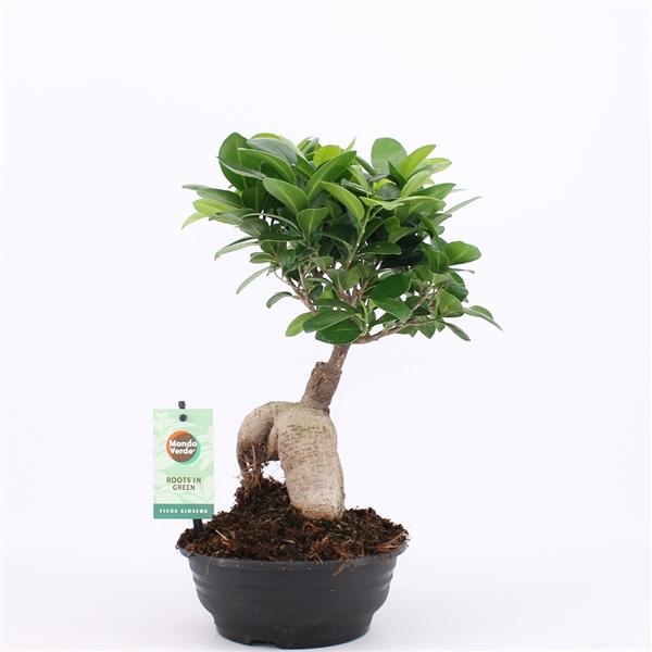 Bonsaj Ficus microcarpa Ženšen čínský fík
