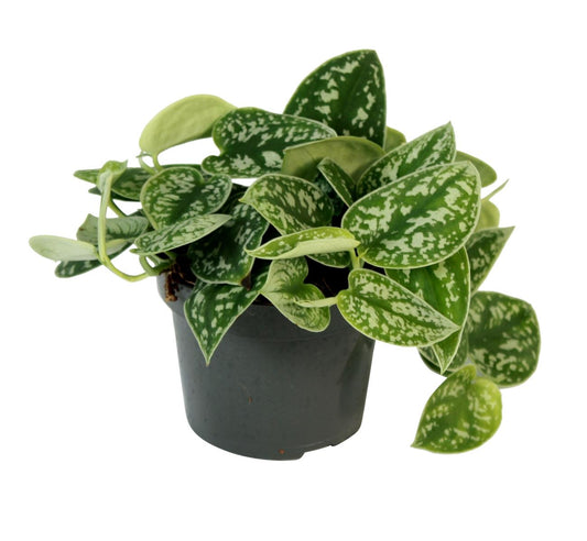Břečťan skvrnitý - Scindapsus pictus 'Argyraeus' - zelená rostlina
