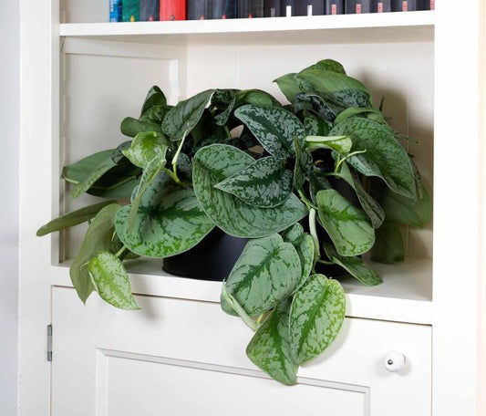 Břečťan skvrnitý - Scindapsus pictus 'Trebie' - zelená rostlina