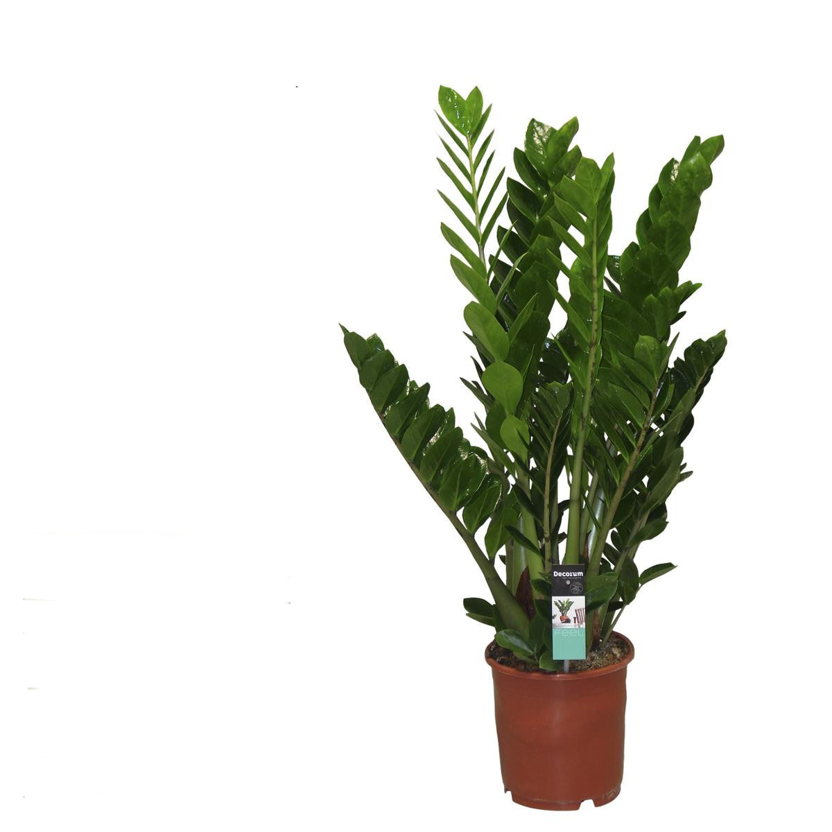 Zamioculcas Zamiifolia Zanzibar Glücksfeder Zimmerpflanze