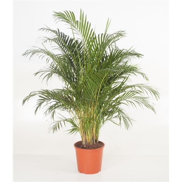 areca palme pflege Goldfruchtpalme Arecapalme Chrysalidocarpus lutescens – Blumen-Senf®