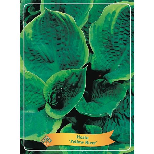 Hosta - Funkien - Herzblattlilien verschiedene Sorten Staude Beetpflanze