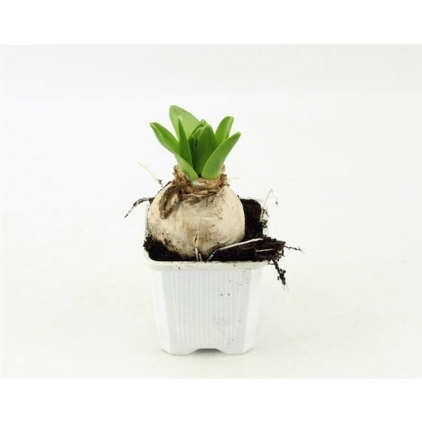 Hyazinthen gemischt im 7 cm Topf - Zwiebeln Frühblüher Frühlingstopf