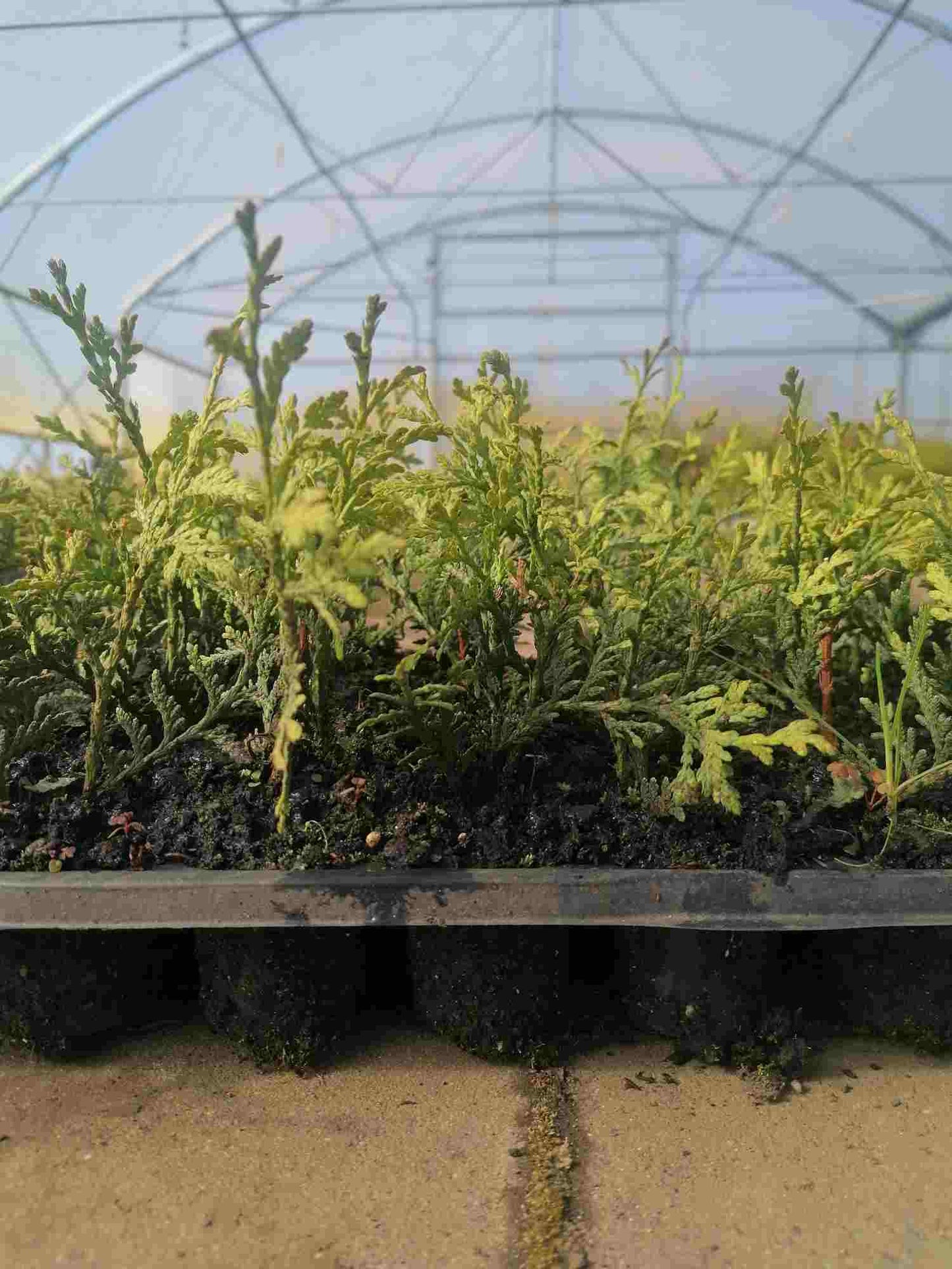 Brabant Arborvitae - Thuja occidentalis Brabant - Rostlina živého plotu - Jehličnany