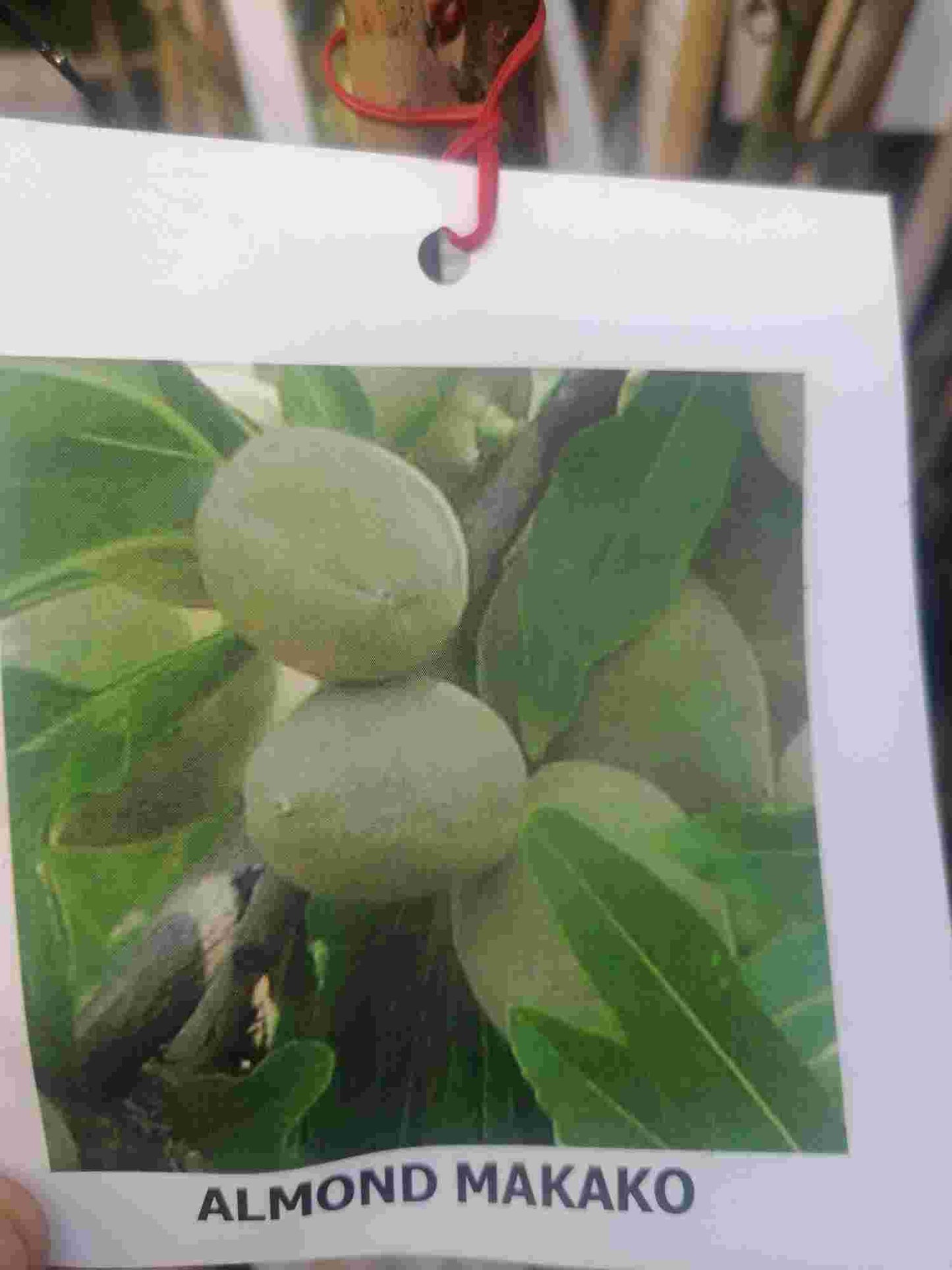 Mandelbaum - Prunus dulcis - Prunus amygdalus - echter Mandelbaum