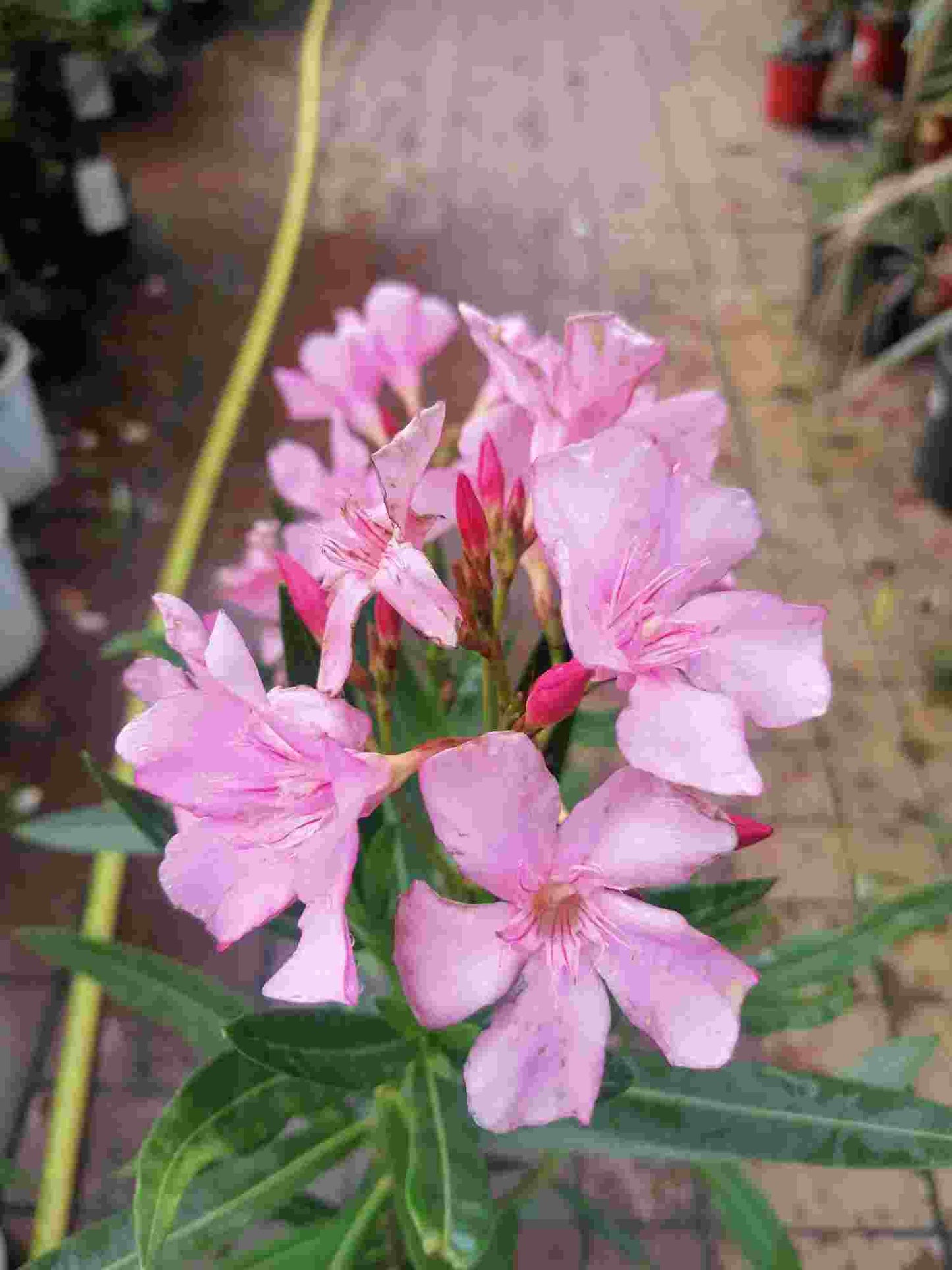 Oleandr - Nerium oleander - nenáročná květináč ze Středomoří