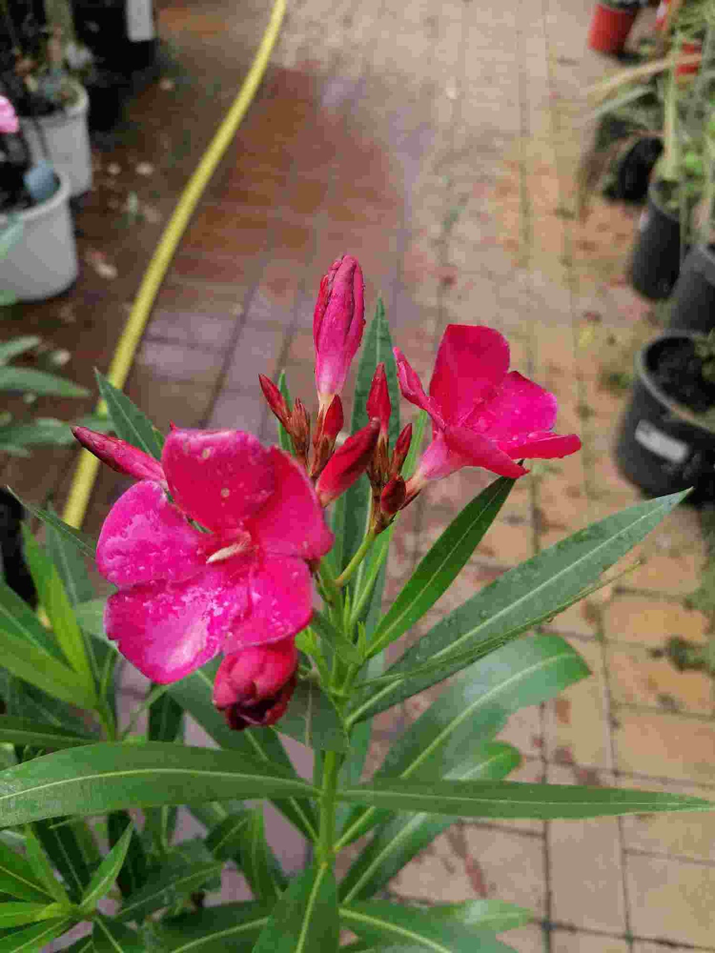 Oleandr - Nerium oleander - nenáročná květináč ze Středomoří