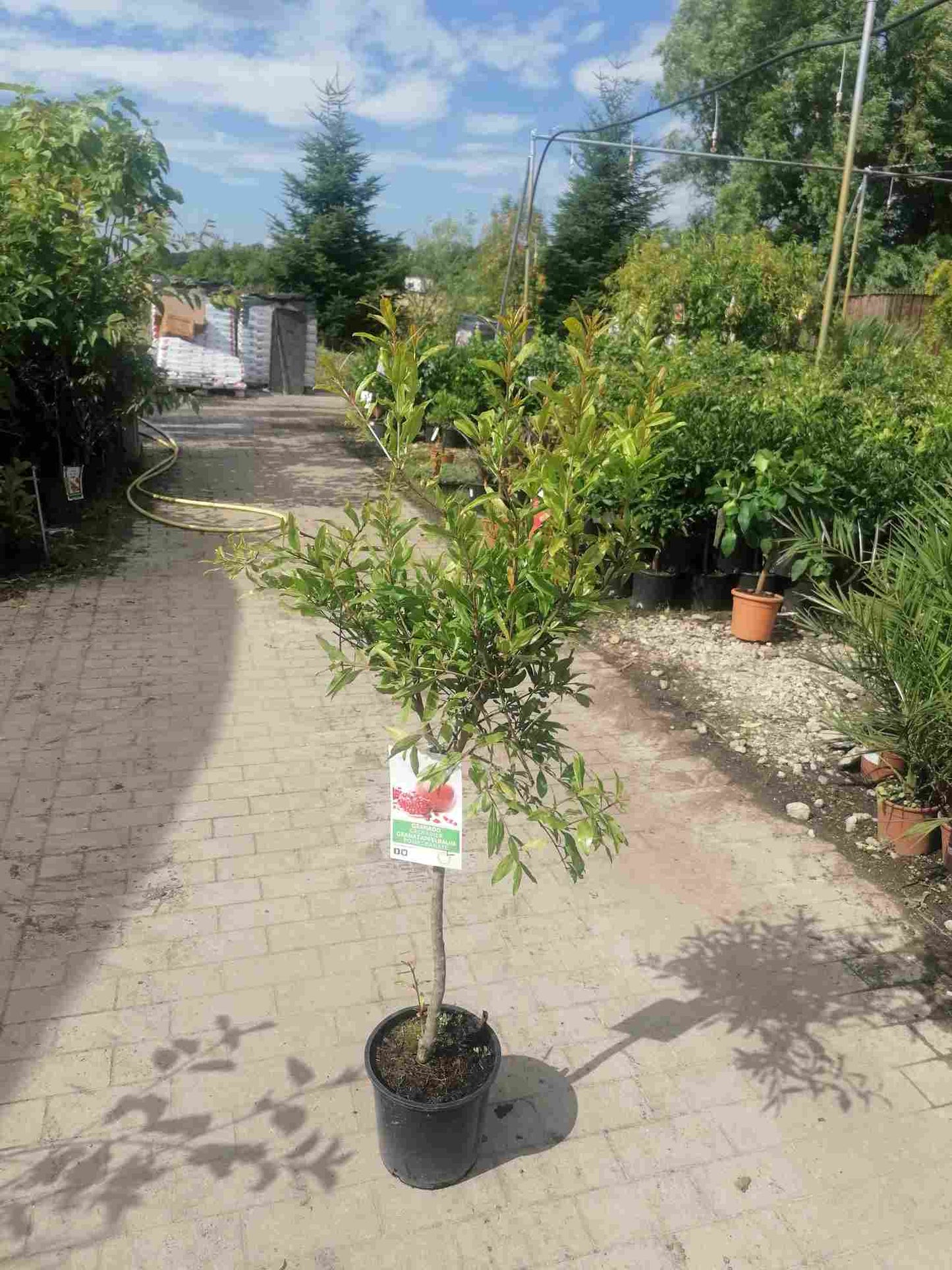 Granátové jablko - Punica Granatum - Ovocný strom - Granátová jablka - Strom granátového jablka