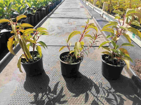 Prunus lusitanica 'Angustifolia' - portugalská třešeň - vavřín