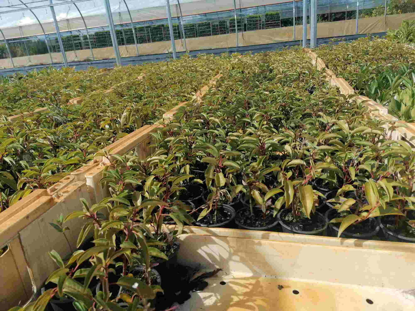 Prunus lusitanica 'Angustifolia' - portugalská třešeň - vavřín