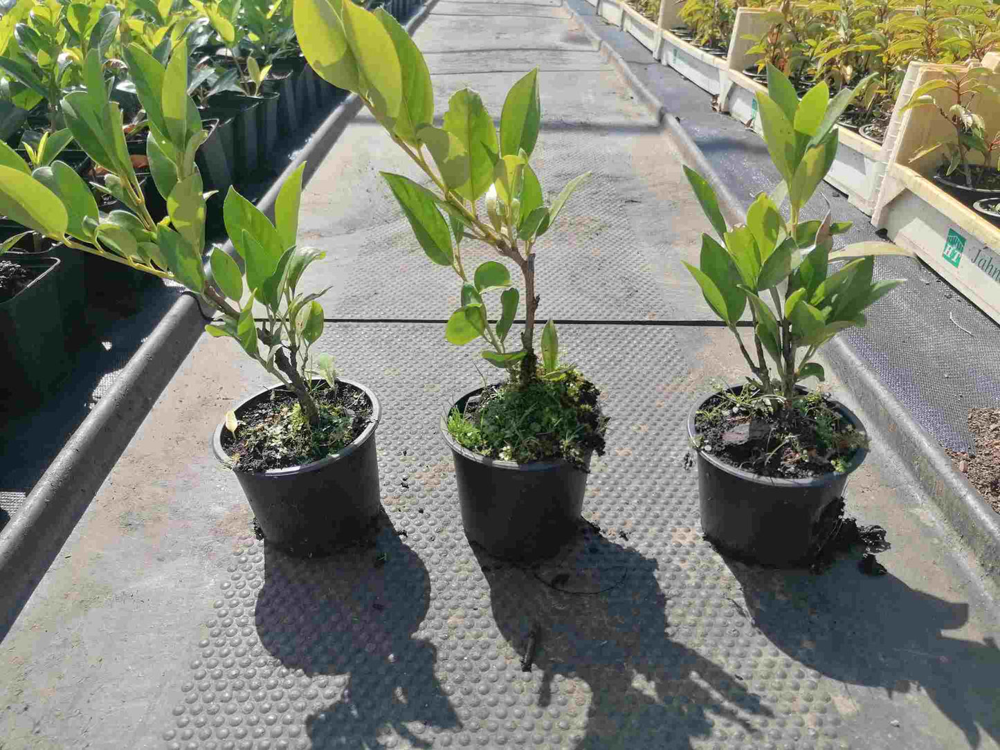 Prunus laur. 'Herbergii' - Kirschlorbeer -Wachstum bis zu 50 cm pro Jahr - Winterhart - Heckenpflanze