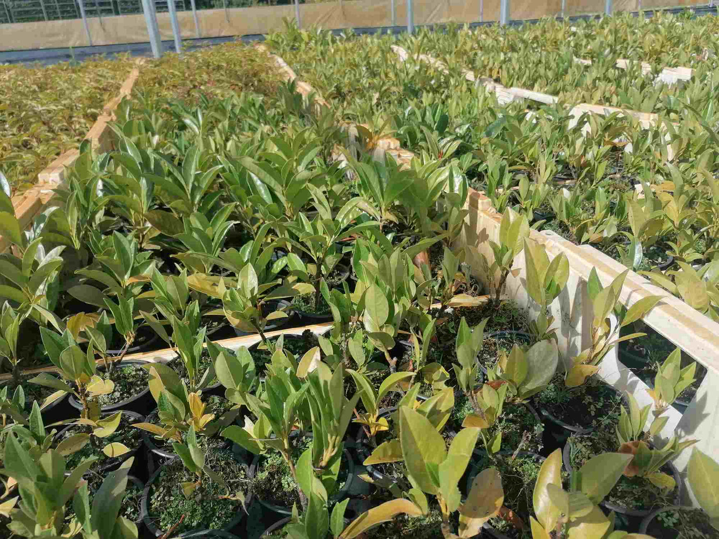 Vavřín obecný. 'Herbergii' - vavřínovník - Růst až 50 cm za rok - Mrazuvzdorná - Rostlina na živý plot