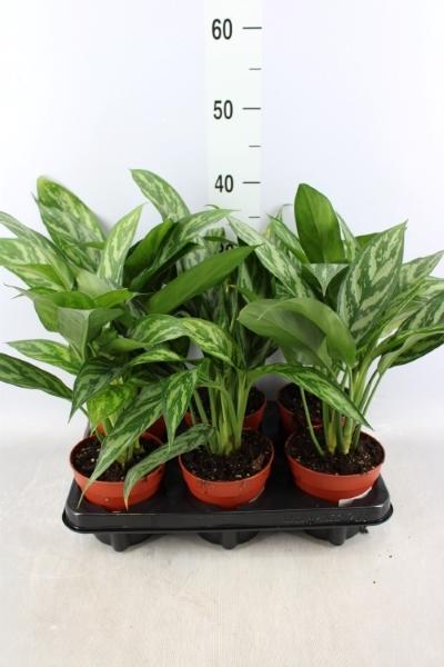 Aglaonema 'White Lance' - Aglaonema - Listnatá rostlina - Pokojová rostlina